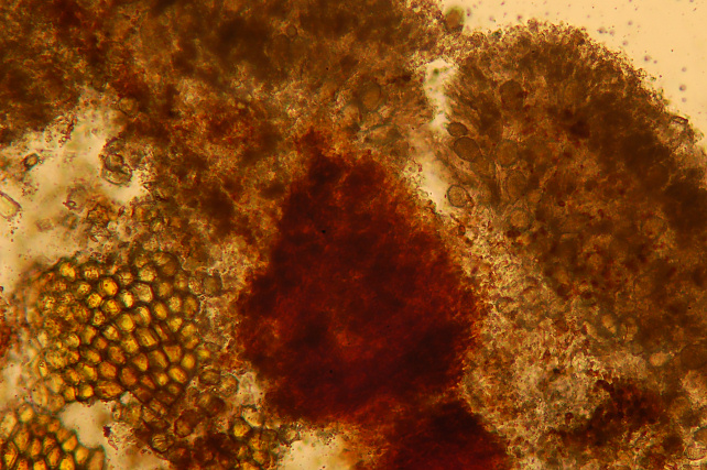 Forse non sarà un Aphyllophorales (Peniophora polygonia)